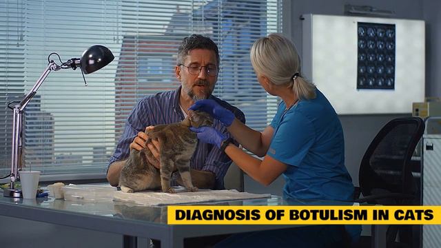 Cat 101: Botulism in Cats смотреть онлайн