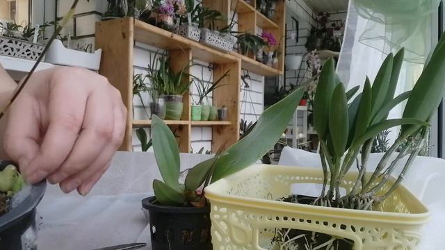 Распаковка бомбических орхидей от Юлии из Казани🌺🥰🌺🥰🌺🥰 смотреть онлайн