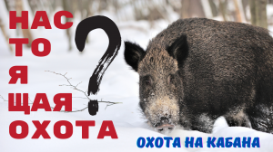 Настоящая охота? Охота на кабана.