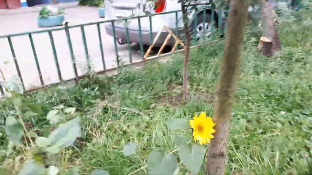 Рукотворные цветники во дворах спальных районов смотреть онлайн