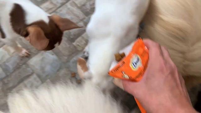 На улице дождик, значит вкусняшки на крыльце поедим. смотреть онлайн