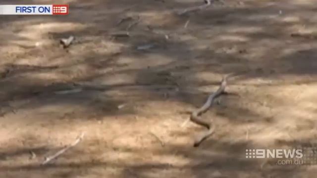 Snake Bite Horror | 9 News Perth смотреть онлайн