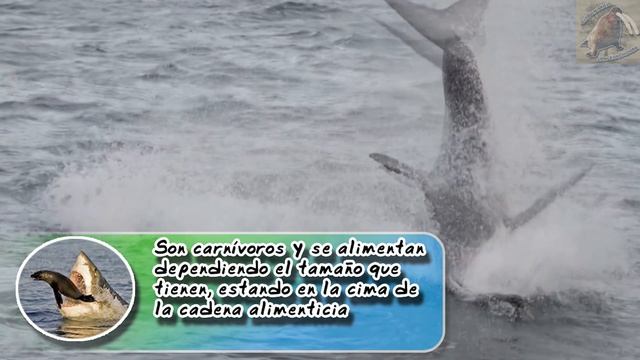 tiburón blanco: La mirada Fría de un depredador gigante - documental de animales salvajes смотреть онлайн