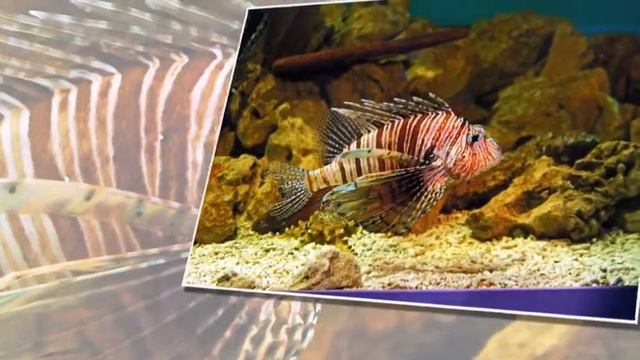 Краснодарский Океанариум смотреть онлайн