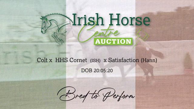 Lot No 54 Colt x HHS Cornet ISH x Satisfaction Hann смотреть онлайн