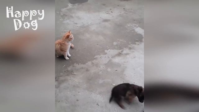 Funny animals - Funny cats dogs - Funny animal videos #85 - 1080 смотреть онлайн