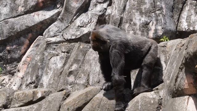 Female gorilla Rola is friends with earthworms ?? Happy 46th Birthday!! смотреть онлайн