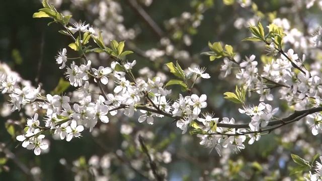 Зацвела вишня в саду (Cherry blossoms) смотреть онлайн