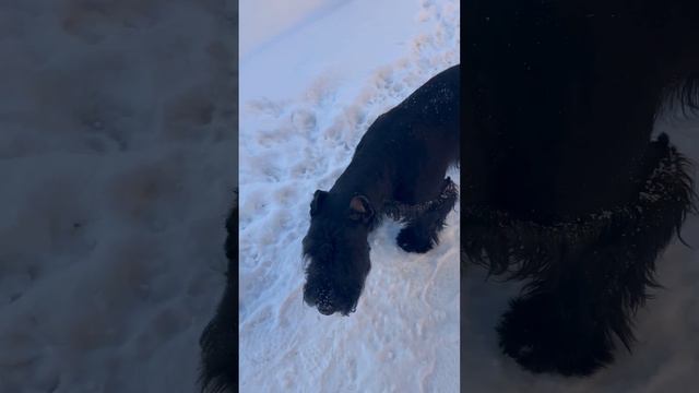 Ричи хрумкает ледяную сосульку ❄️😂🐕🦺 #riesenschnauzer #ризеншнауцер #dog #giant смотреть онлайн