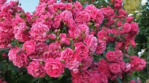 Плетистая роза Лагуна (Laguna)