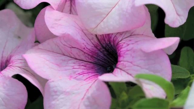 Surfinia Sumo смотреть онлайн