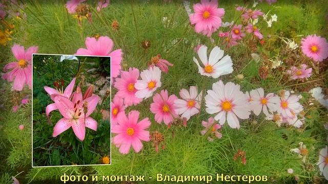 Как прекрасен этот мир (садовые цветы) смотреть онлайн