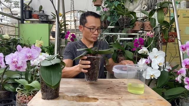 Cành Lan Không Bị Khô Và Nhanh Hồi Sinh Một Cành Hoa Mới Với Cách Này смотреть онлайн