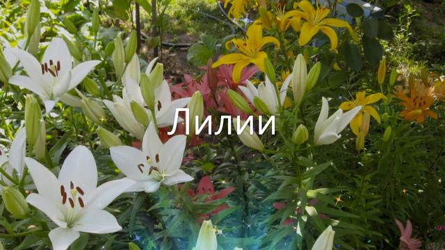 Мои цветы жизни смотреть онлайн