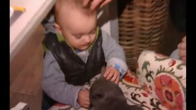Детская аллергия на животных. смотреть онлайн