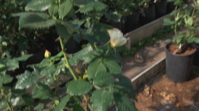 Роза100 идей сада - 100 idees Jardin_Golden Zes (Dr. Keith W. Zary США, 2005) смотреть онлайн