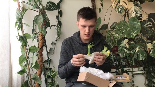 Otpakiravanje Novo Pristigle Biljke: Syngonium Aurea