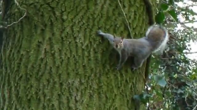 A Cheeky Squirrel смотреть онлайн