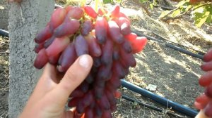 Виноград Маникюр фингер 2019