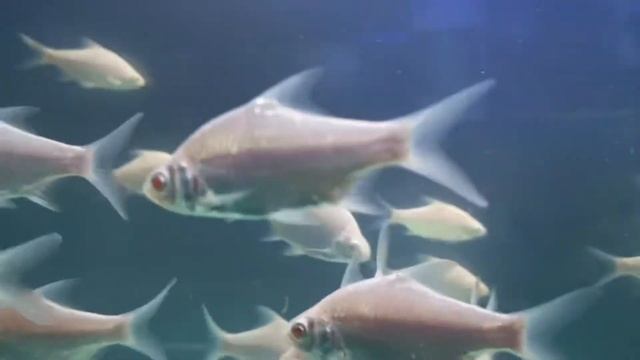 Rare!!! White Platinum ruby eye Java barb смотреть онлайн