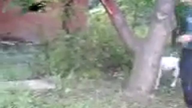 Далматин прыгает на дерево!!! Dalmatian Jamp In Tree