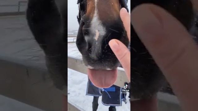 Английская чистокровная порода лошади.