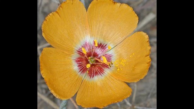 ЛЕН  (LINUM)  сем. Льновые