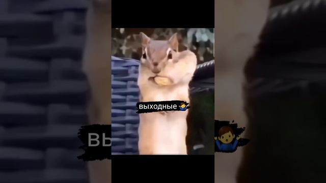 💯😅 #срыв #диета #пп #зож смотреть онлайн