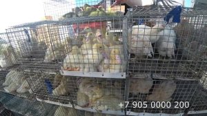 Птичий рынок в Варениковской.