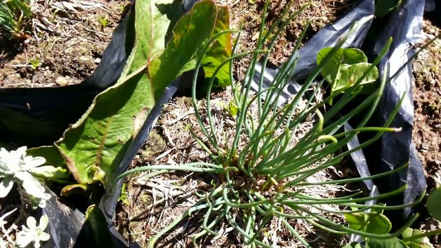 Allium schoenoprasum - Chives