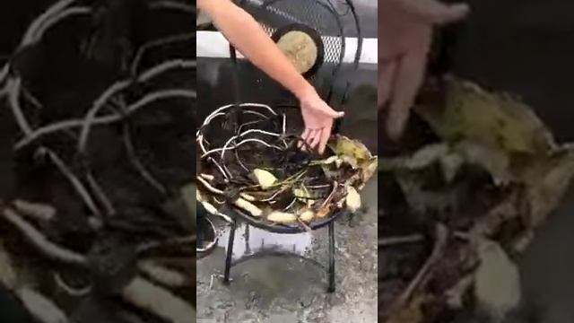 Размножение лотосов.Как вырастить лотос? сорта лотоса,  лотосы в саду, лотосы в горшке.