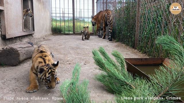 Реакция тигрят на сосну. Тигры Тайгана. Reaction of tiger cubs on spruce. Taigan. смотреть онлайн