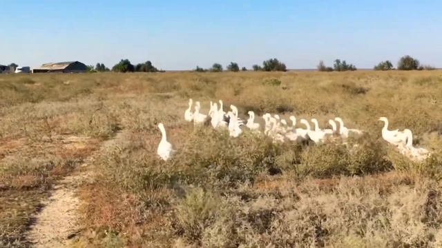 Гуси лебеди не успели взлететь смотреть онлайн