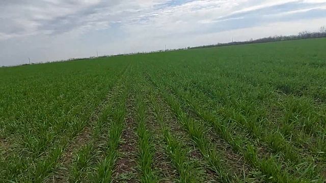 Эксперимент с внесением Азота на озимой пшенице. Селитра румом в феврале или сеялкой в марте смотреть онлайн