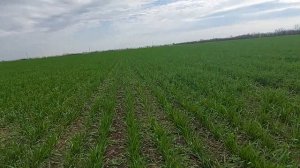 Эксперимент с внесением Азота на озимой пшенице. Селитра румом в феврале или сеялкой в марте