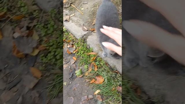 Медведь пришел ,мое сердце радуется,спасибо всем кто меня поддерживают?вы лучшие ? смотреть онлайн