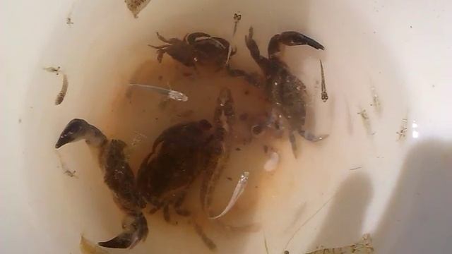 Рыбы и крабы Чёрного моря смотреть онлайн