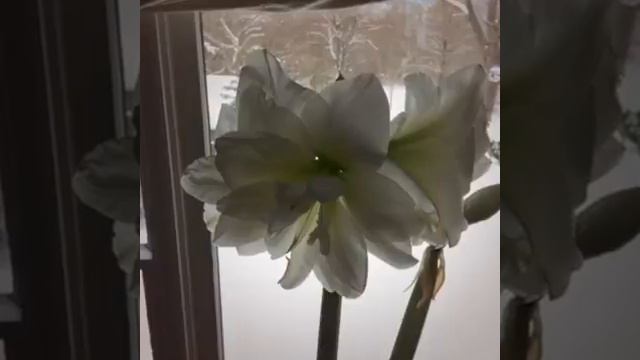 Beautiful World: White Amaryllis and Snow смотреть онлайн