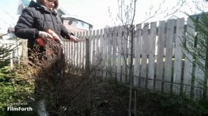 Ограждение для малины быстро своими руками.