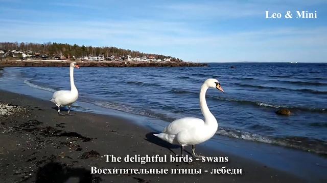 A delightful pair of White Swans! Tolvsrod, Norway / Восхитительная пара Белых Лебедей! Норвегия смотреть онлайн