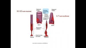 Глаз за 6 минут. Сетчатка и фототрансдукция