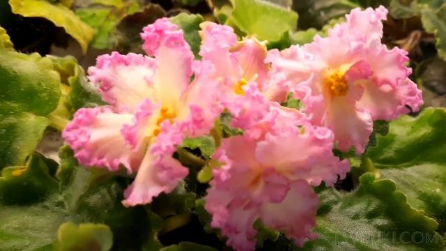 Сорт РМ-Богиня Солнца (сел.Н. Скорняковой) смотреть онлайн