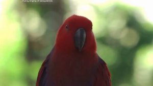 10 часов пения волнистого попугайчика|смотрим вместе с детьми