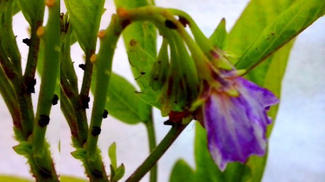 Дынная груша пепино. Выращивание пепино в домашних условиях. Пепино из семян. смотреть онлайн