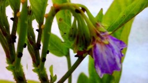 Дынная груша пепино. Выращивание пепино в домашних условиях. Пепино из семян.