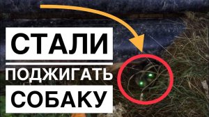 Хотят поджечь собаку