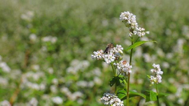 Пчеловодство Алтайского края 2021 смотреть онлайн