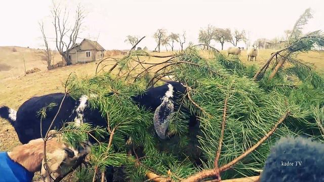 Natural Cow and goats eat pine tree branches | корова и коза смотреть онлайн