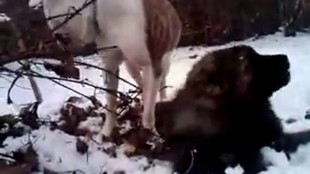 American Bulldog And Caucasian Ovcharka Puppy Eat Sticks. Kavkazskaya Ovcharka