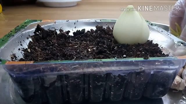 Сажаем чеснок на балконе. смотреть онлайн